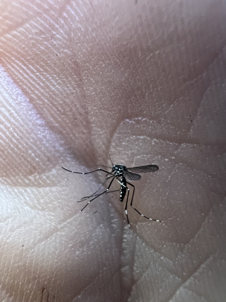 Asian tiger mosquito resting on a human palm showing full body with distinctive black and white striped legs, a common species near the Patuxent River in Laurel