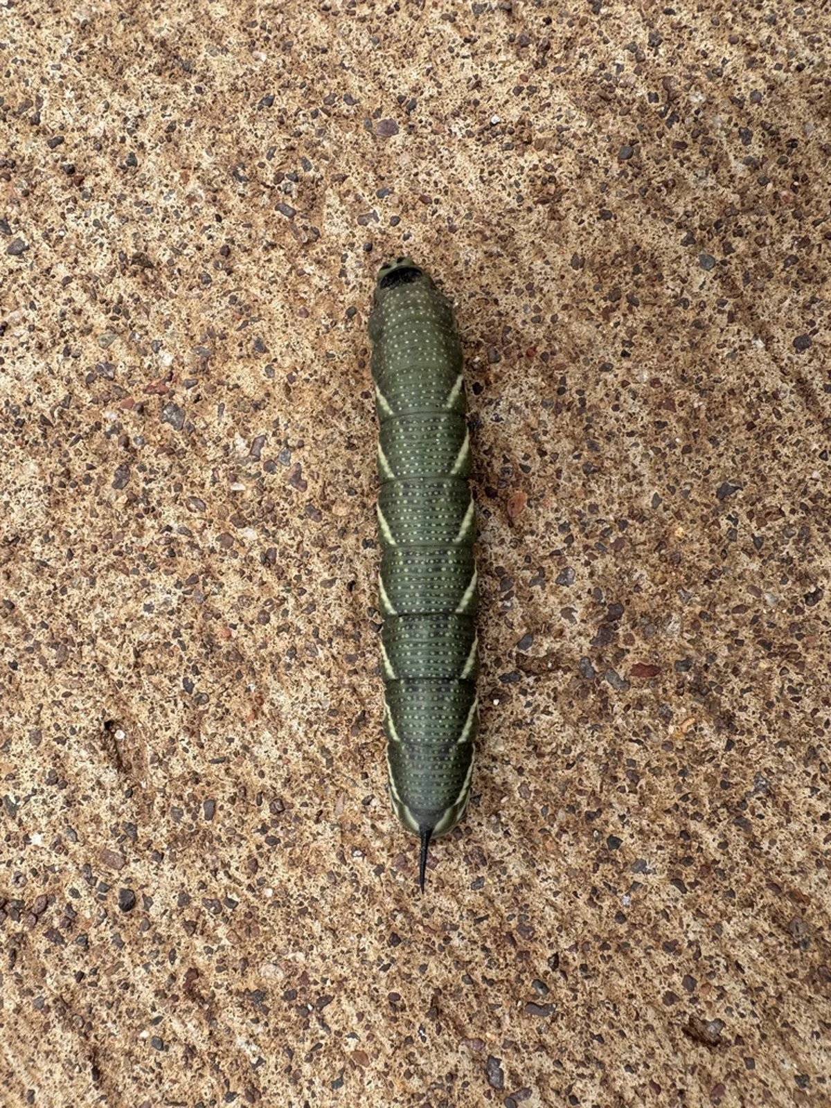 Tomato hornworm caterpillar side view showing V-shaped markings and dark horn
