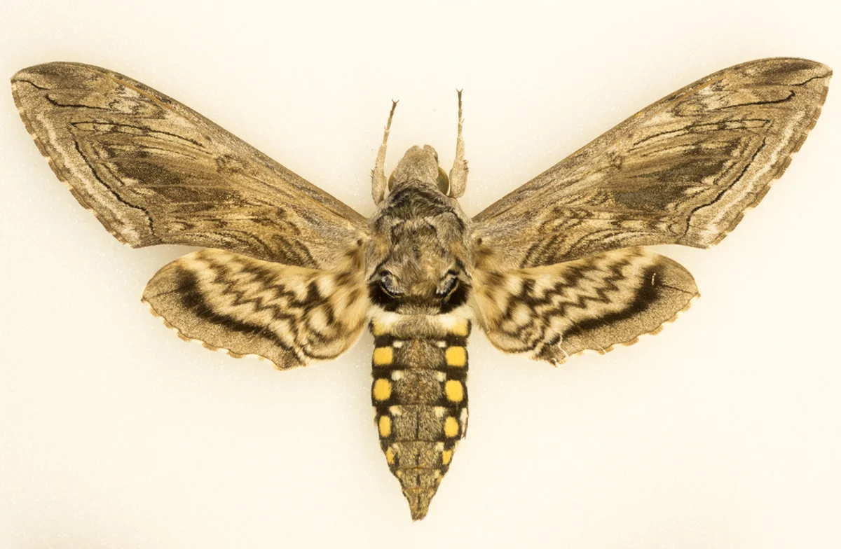 Five-spotted hawk moth adult with wings spread showing mottled brown pattern and yellow abdominal spots