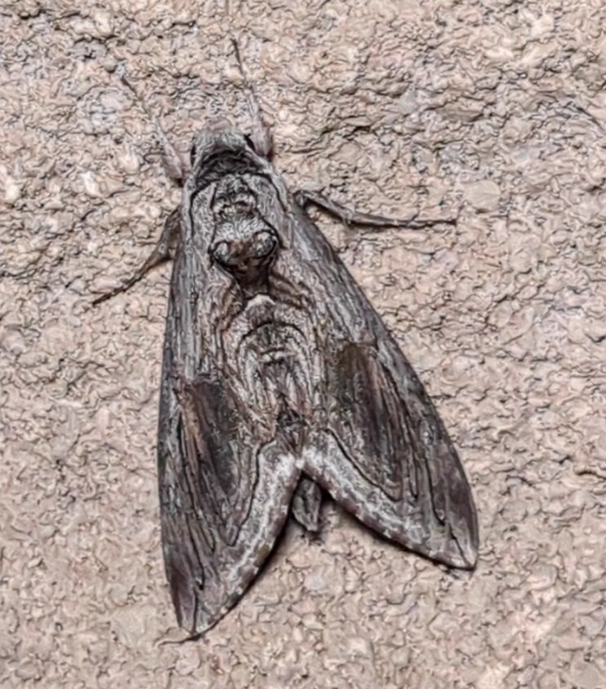 Adult five-spotted hawk moth resting on concrete surface
