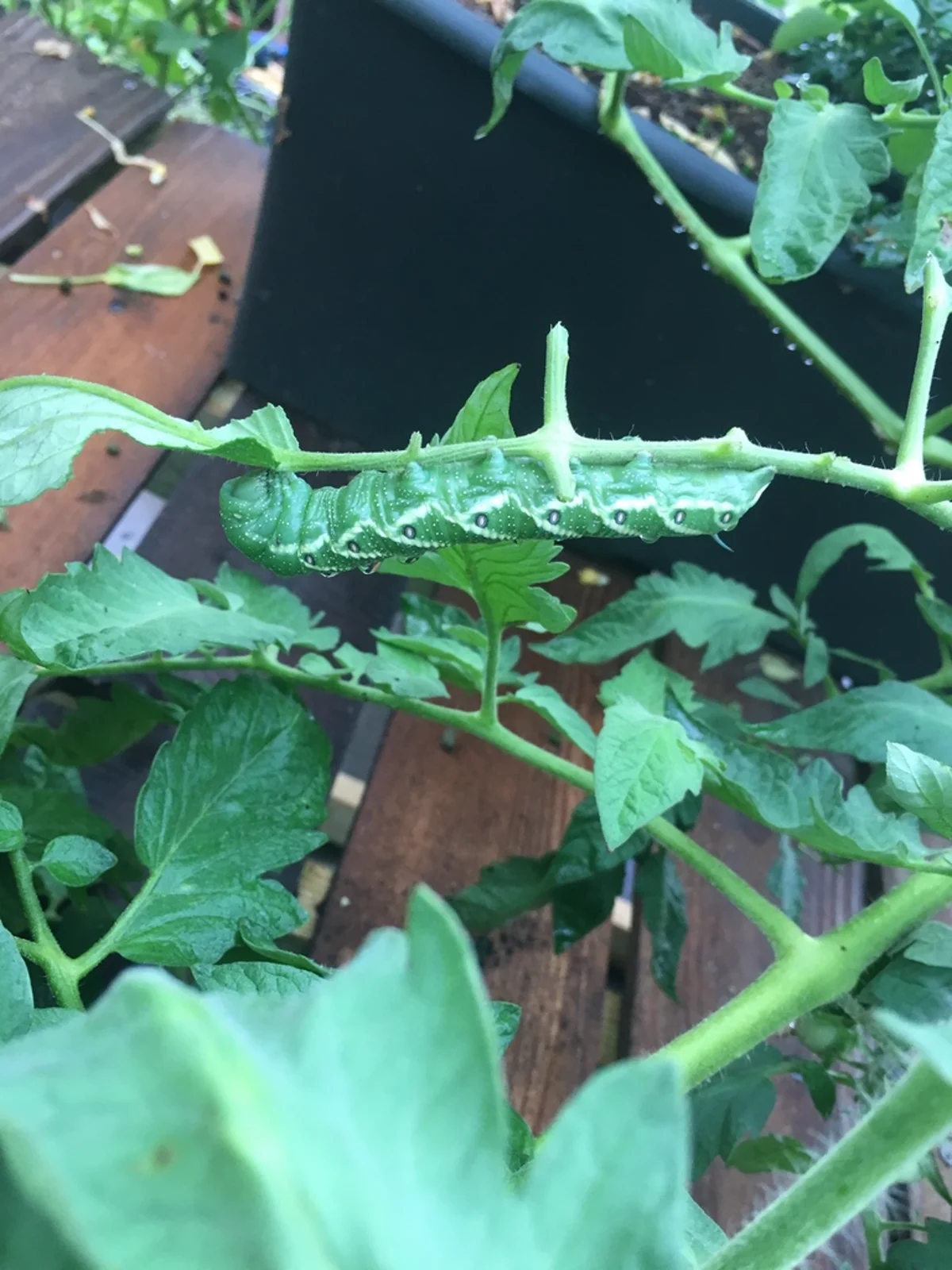 Tomato hornworm feeding on tomato plant leaves in garden setting
