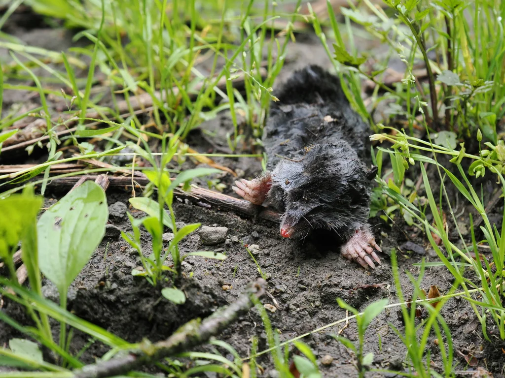 Townsend's mole emerging from soil showing natural burrowing behavior