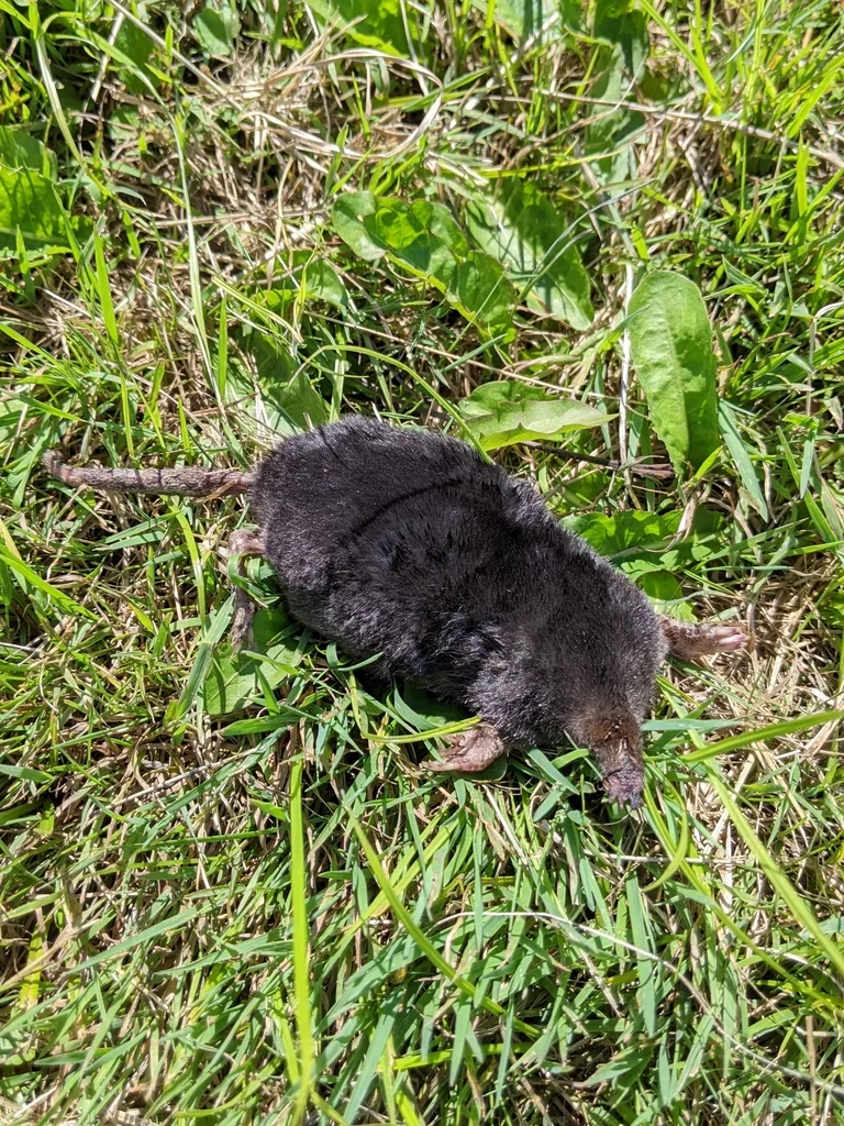 Townsend's mole on grass showing its cylindrical body and short tail