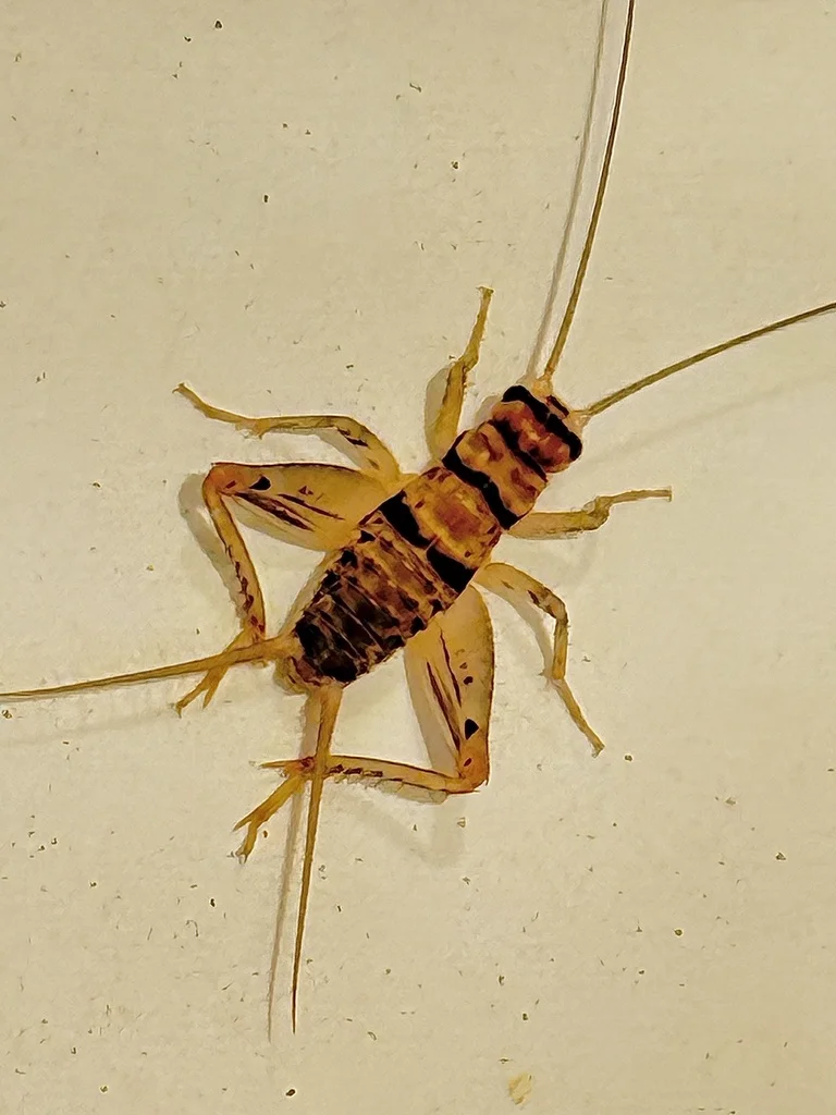 Tropical house cricket displaying characteristic light tan body with dark banding on abdomen