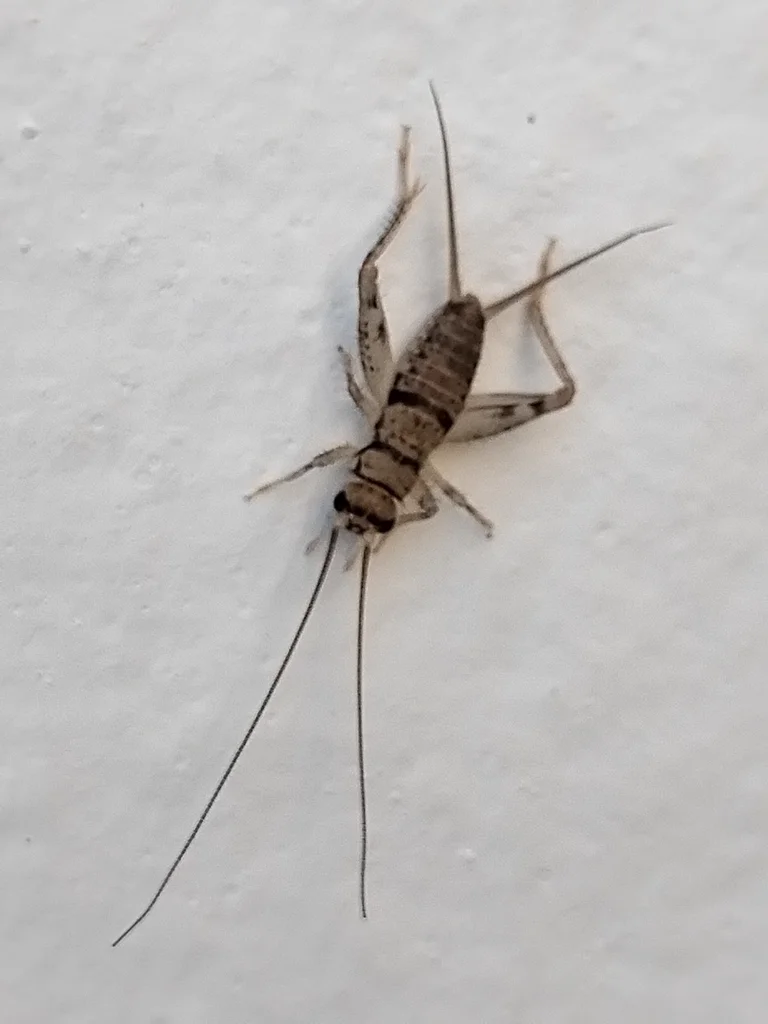 Side view of tropical house cricket showing full body structure and long antennae