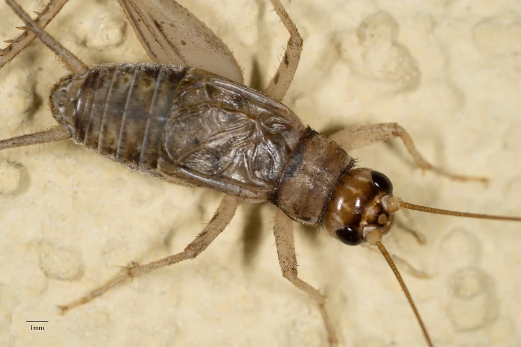 Tropical house cricket on concrete showing wings and jumping legs