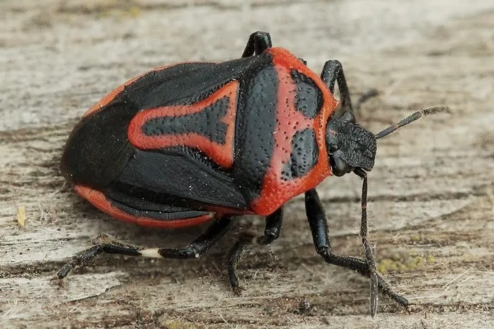 Adult two-spotted stink bug on weathered wood showing the red outline around its black wing covers