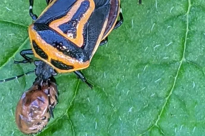 Orange color form of the two-spotted stink bug on a green leaf beside a beetle larva
