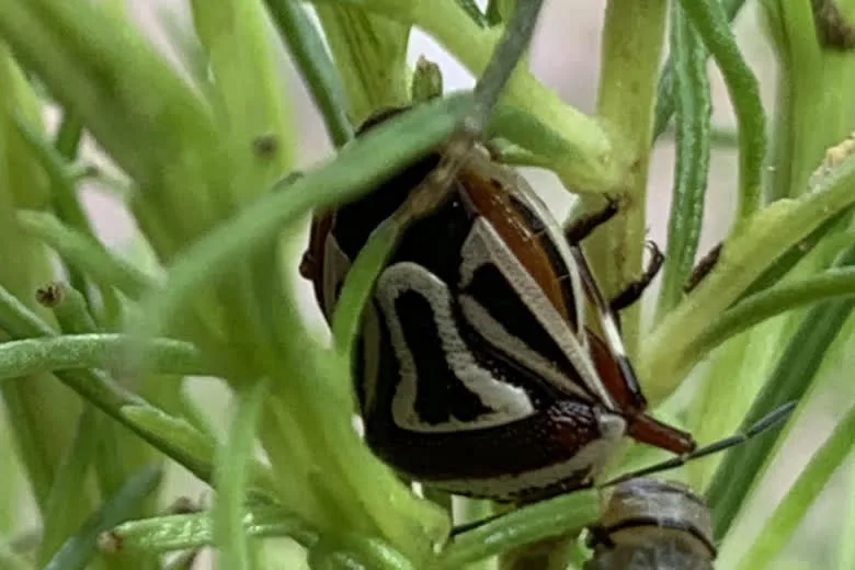 Pale cream-and-black form of the two-spotted stink bug resting on a plant stem
