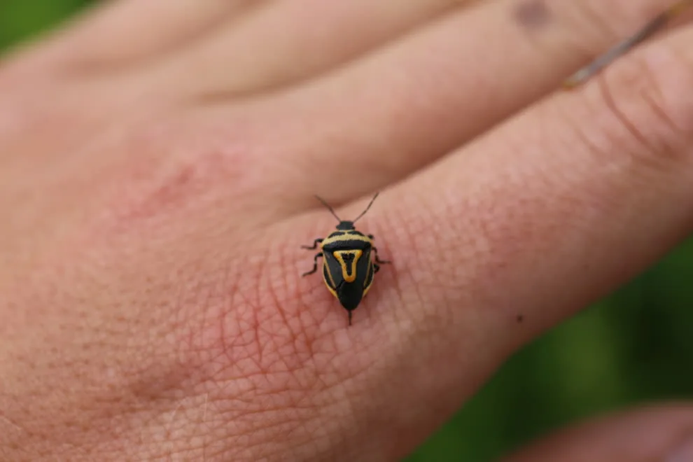 Two-spotted stink bug on a person's hand showing how small the adult is at about a third of an inch