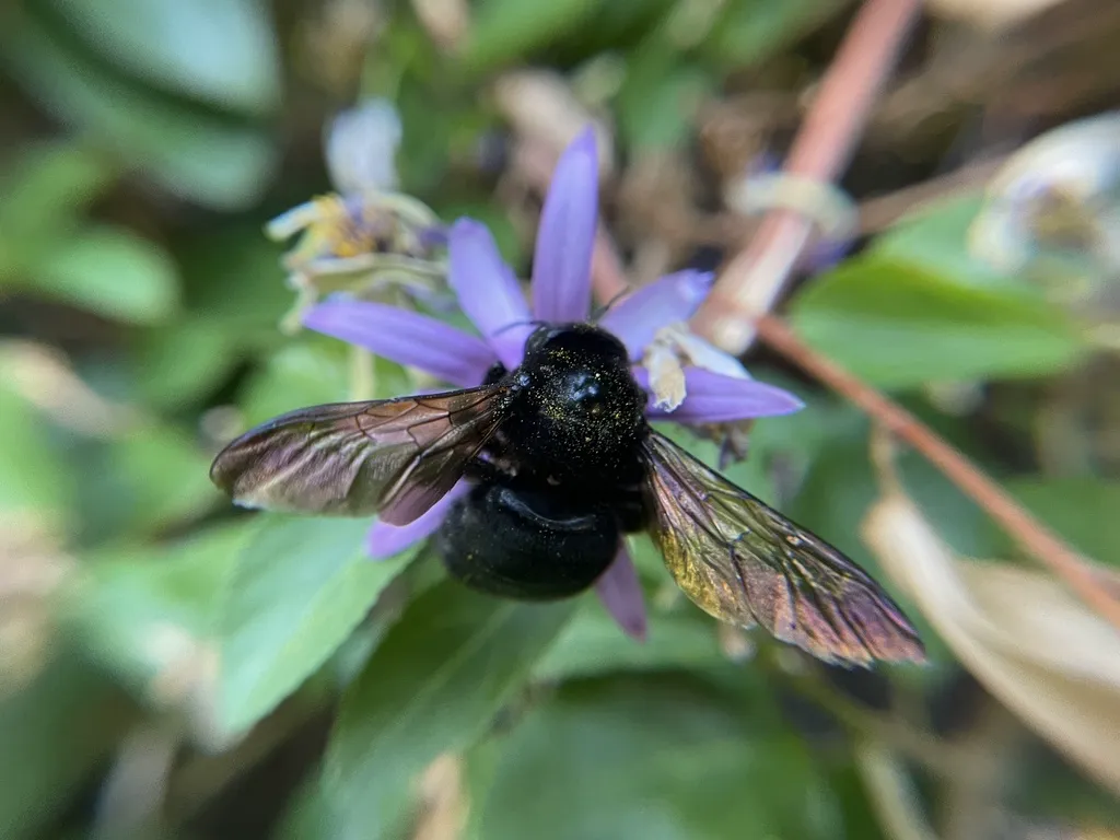 Female valley carpenter bee with wings spread foraging on purple flower showing pollen-dusted black body