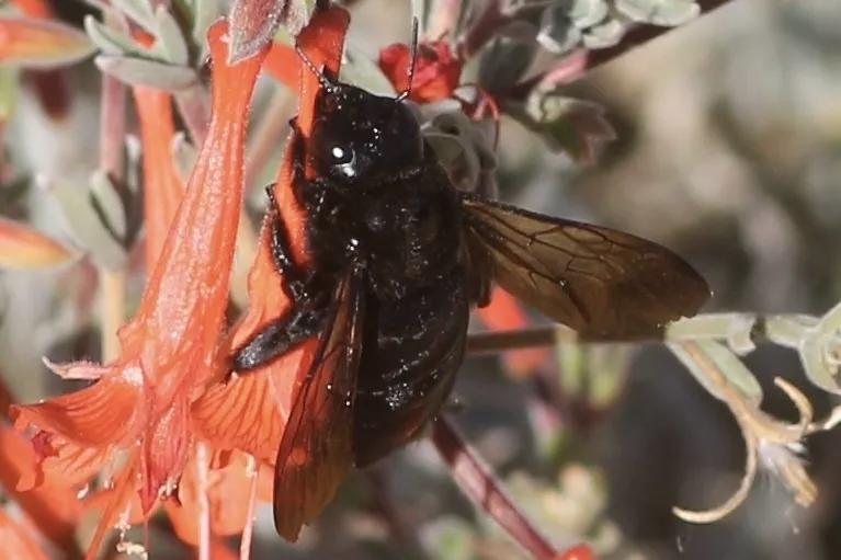Female valley carpenter bee feeding on orange tubular flowers showing shiny black body and copper wings