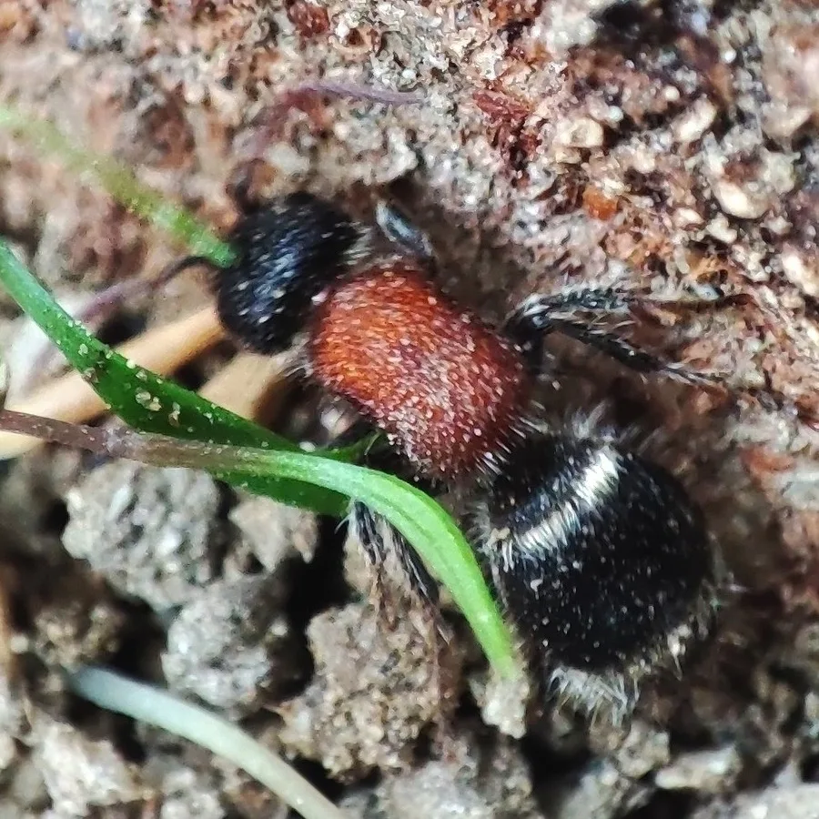 Close view of a wingless female velvet ant showing the dense red and black hair that gives the family its name