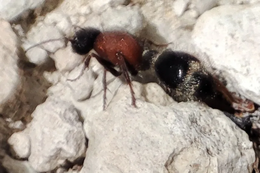 Side view of a velvet ant crawling over pale stones in dry, open ground