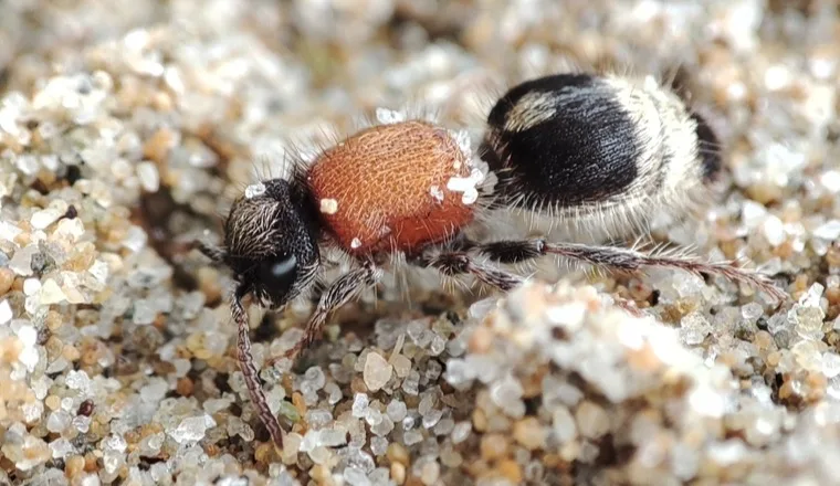 Black and white velvet ant on sand, showing the pale banded pattern common in western species