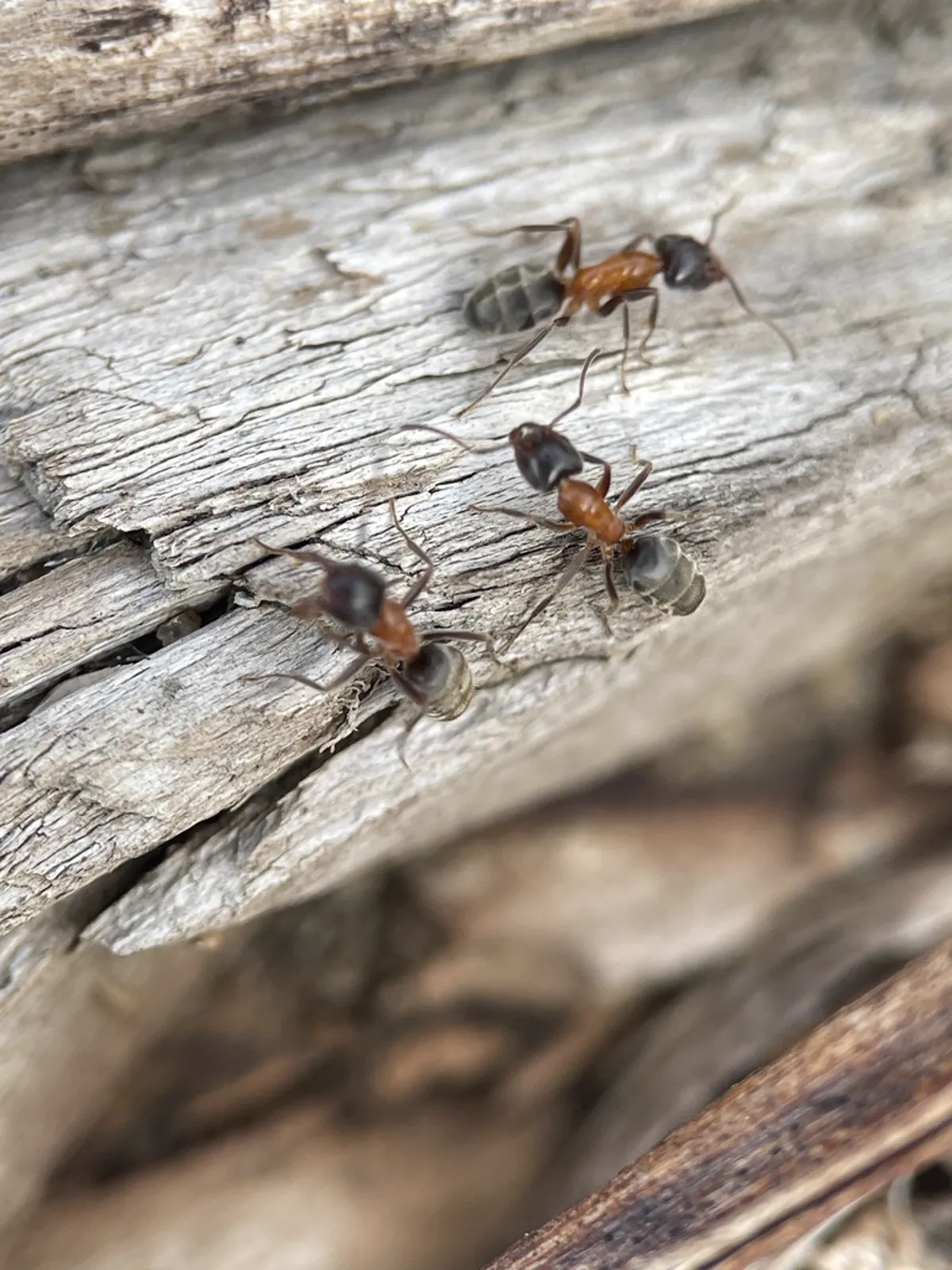 Multiple velvety tree ants foraging on weathered wood in their natural habitat