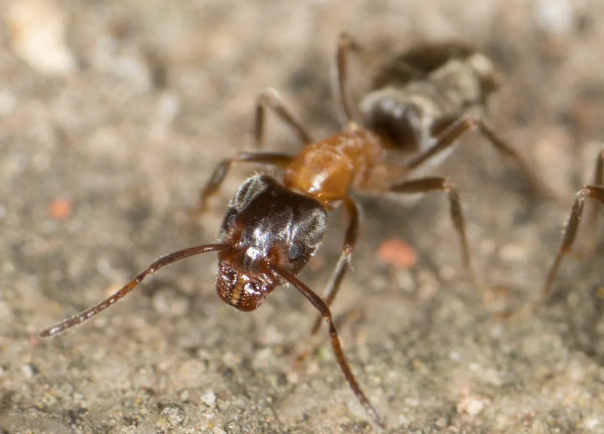 Close-up profile of a velvety tree ant showing full body anatomy