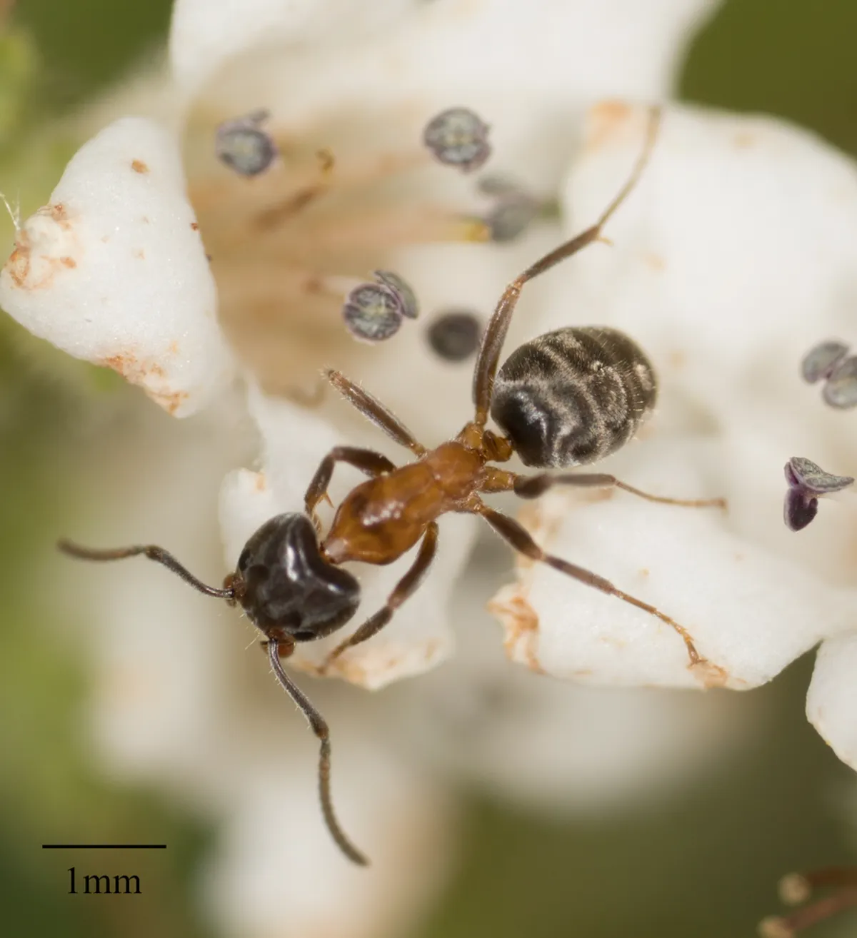 Macro photograph of a velvety tree ant on a white flower displaying its coloring