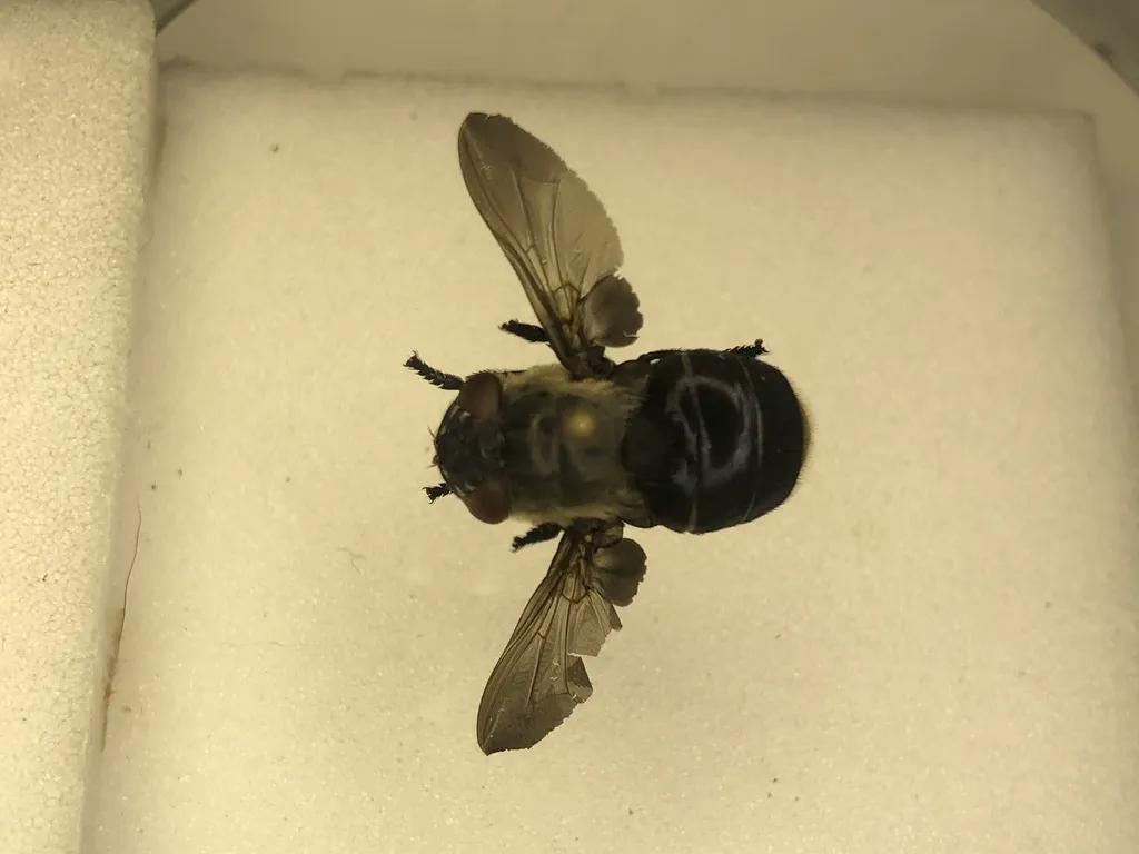 Pinned warble fly specimen viewed from above showing wing structure and body shape
