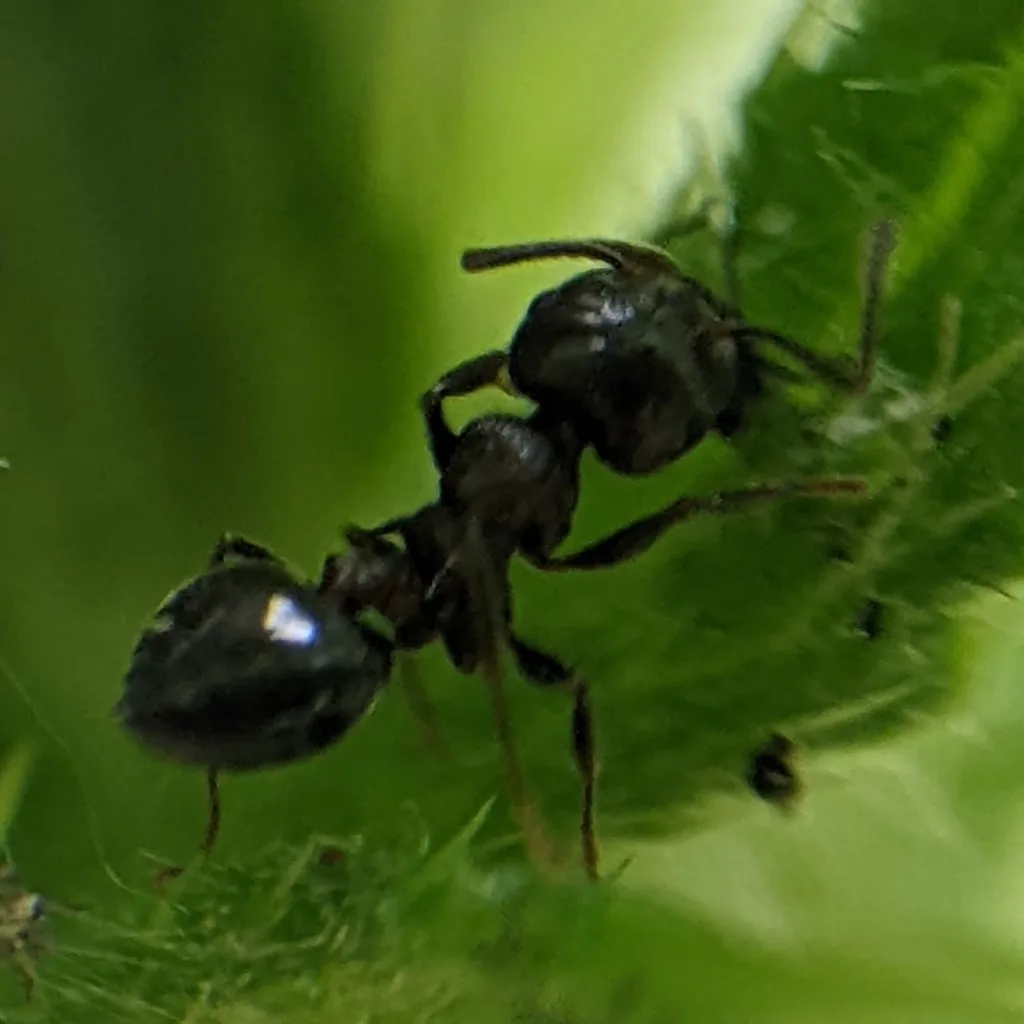 Acrobat ant close-up, a species that nests in damp fence posts, firewood, and stumps on Fauquier County properties near Warrenton