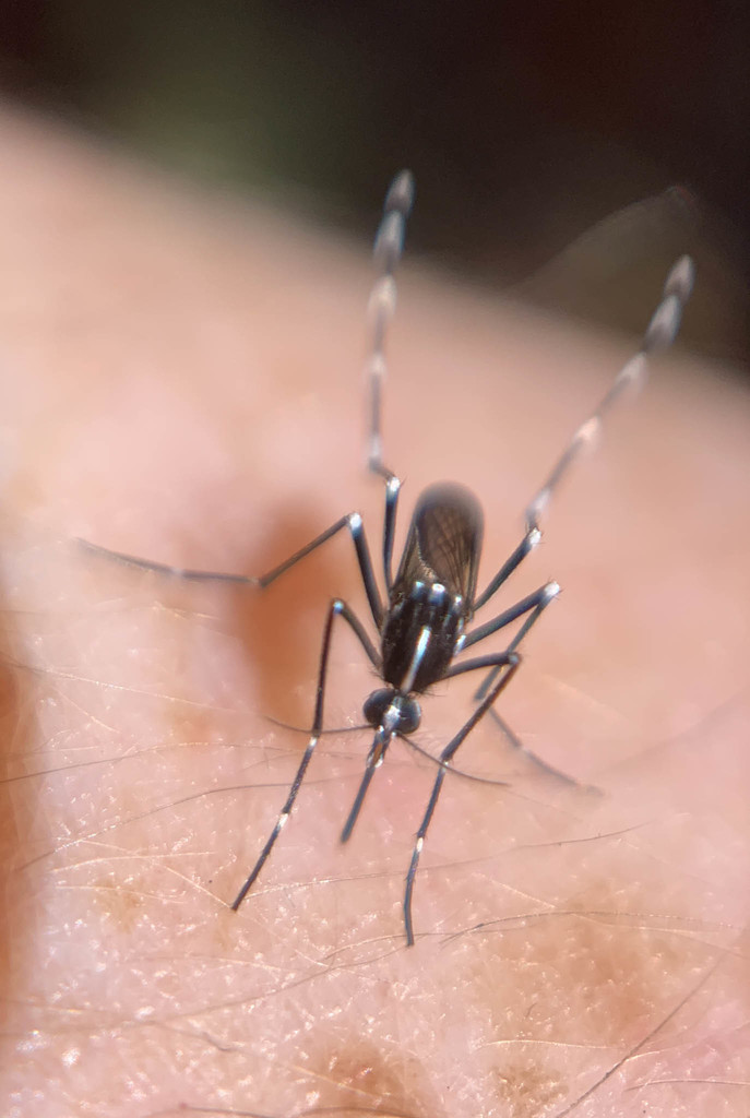 Asian tiger mosquito biting human skin, commonly found near Warrenton Lake and Cedar Run wetlands
