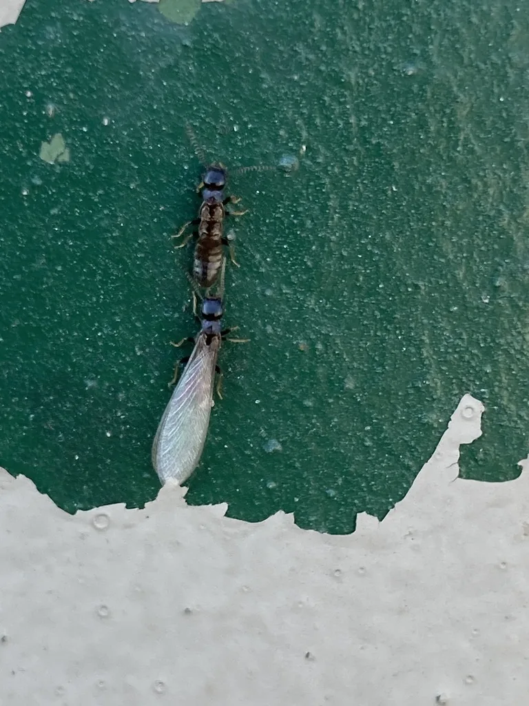 Eastern subterranean termite swarmers on peeling painted wood like the porch trim of older Warrenton Virginia homes