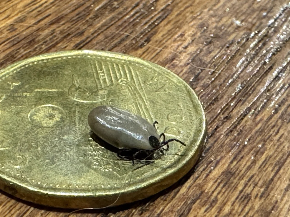 Engorged Western black-legged tick on a coin showing size comparison after feeding