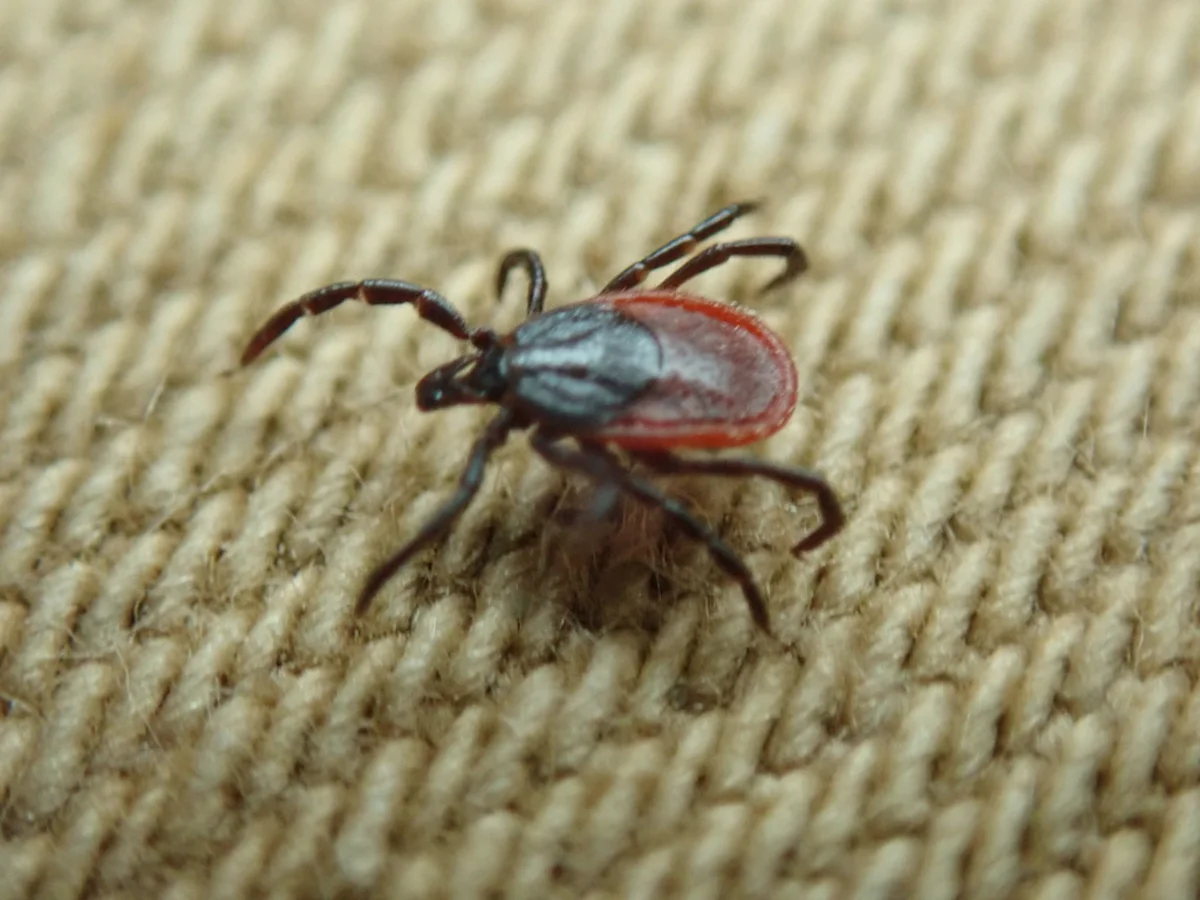 Western black-legged tick crawling on fabric showing its reddish-brown markings