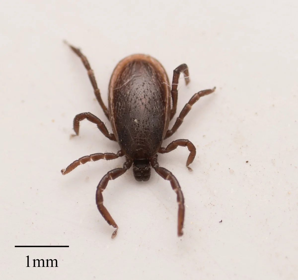Western black-legged tick nymph showing its smaller size and dark coloration
