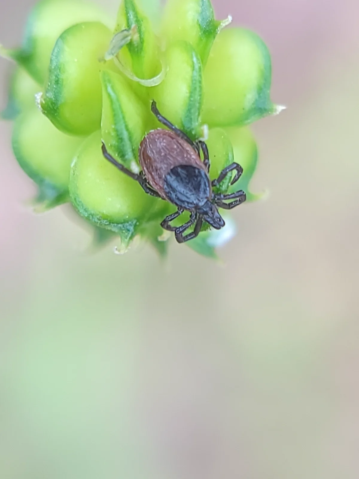 Western black-legged tick in questing position on a green plant waiting for a host