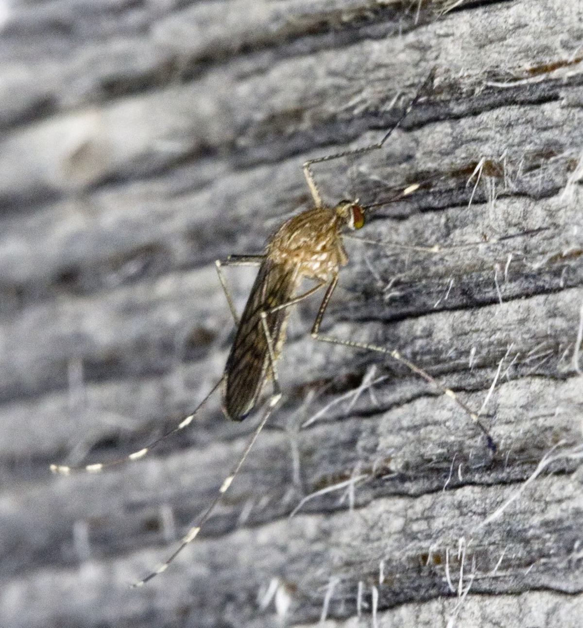 Western encephalitis mosquito on tree bark in its natural resting habitat