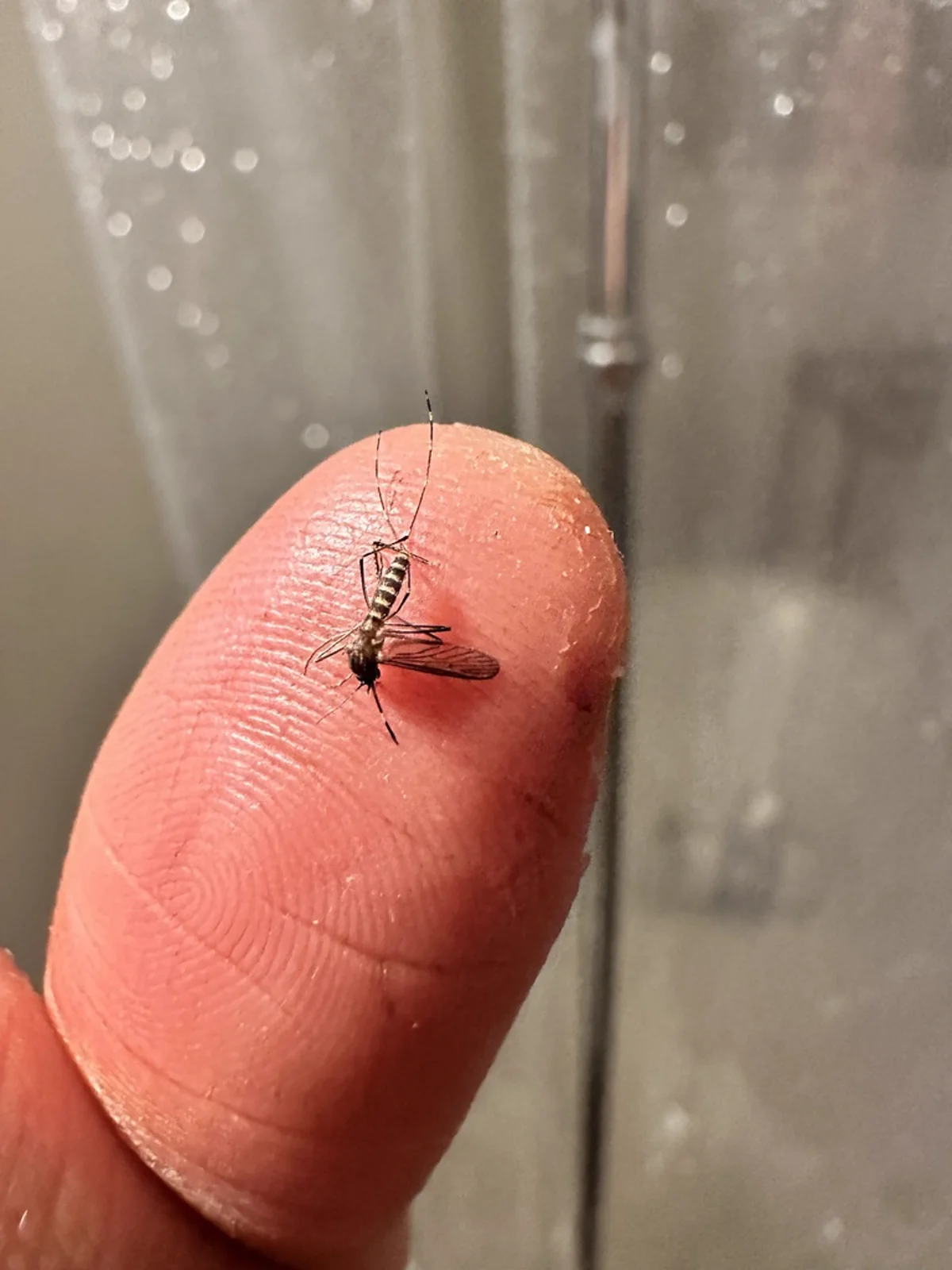Western encephalitis mosquito on human finger showing relative size