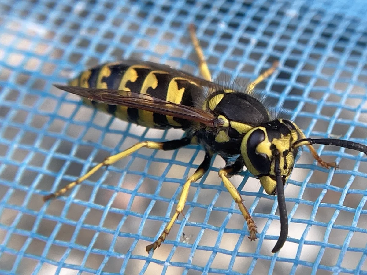 Side view of a western yellowjacket on blue mesh showing full body profile with wings and legs