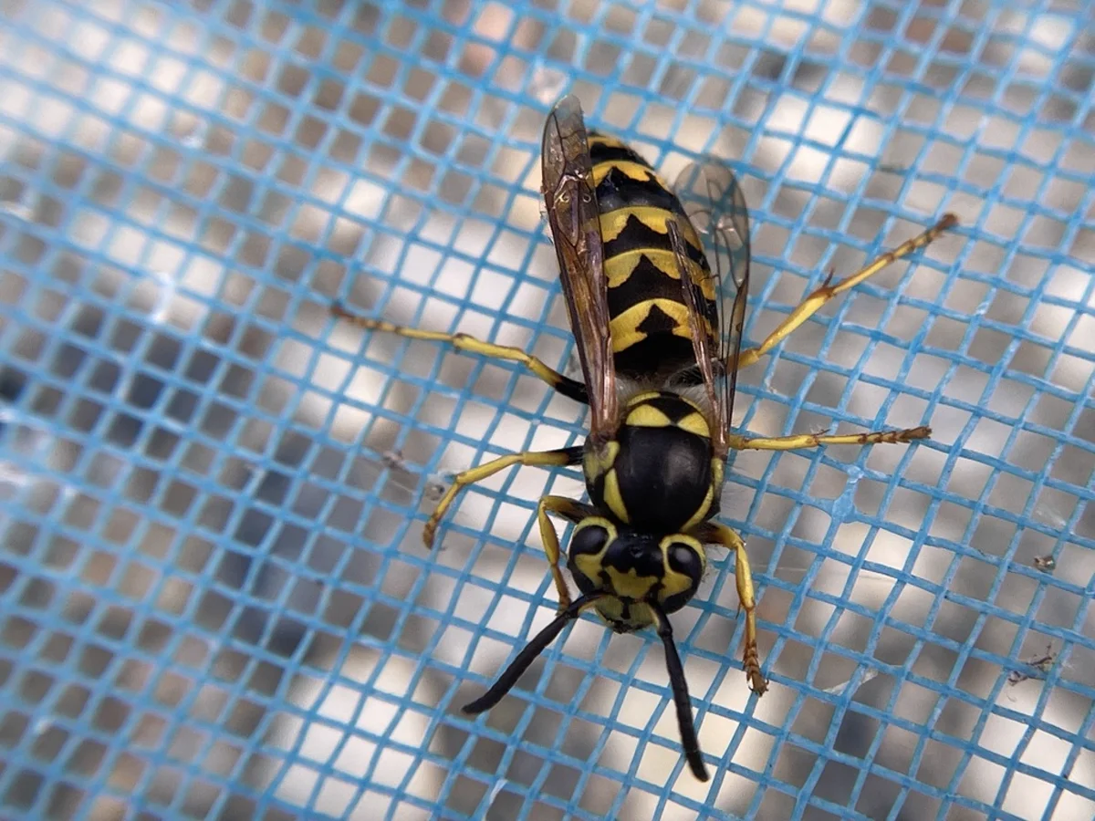 Top-down view of a western yellowjacket on mesh displaying characteristic abdominal markings