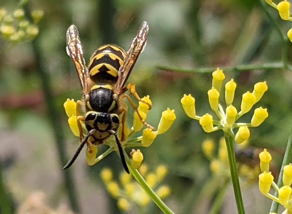 Western yellowjacket foraging on yellow flowers demonstrating typical feeding behavior