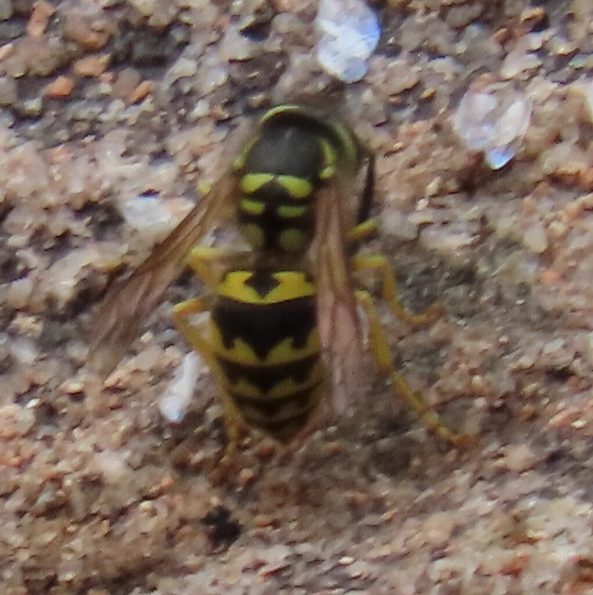 Close-up dorsal view of a western yellowjacket on sandy ground showing detailed wing venation