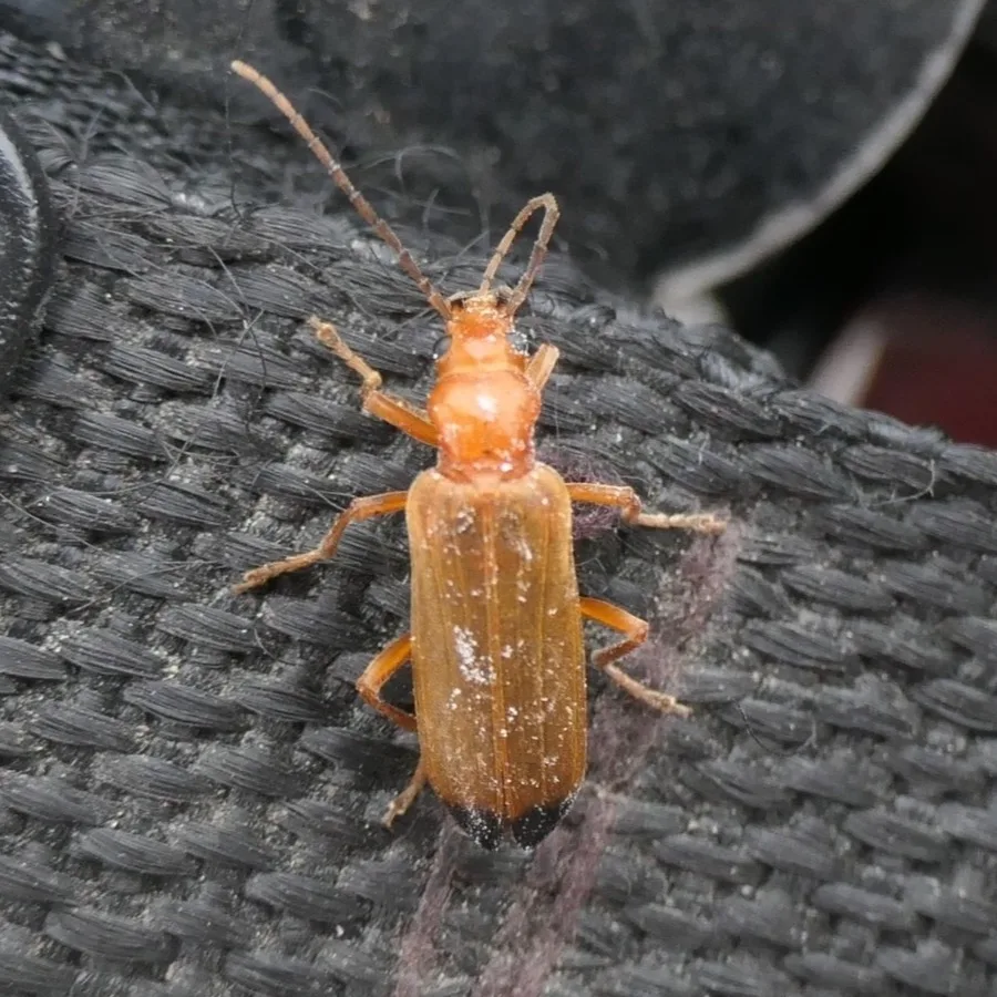 Wharf borer beetle viewed from above showing long antennae about half its body length and soft orange wing covers