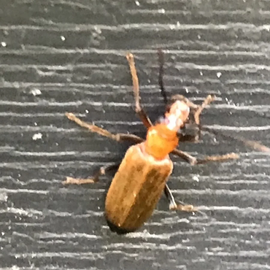 Wharf borer resting on weathered gray decking, the kind of damp exterior wood its larvae develop in