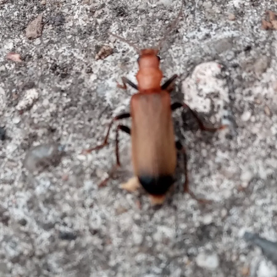 Wharf borer on concrete near a foundation showing the darkened tips of its wing covers