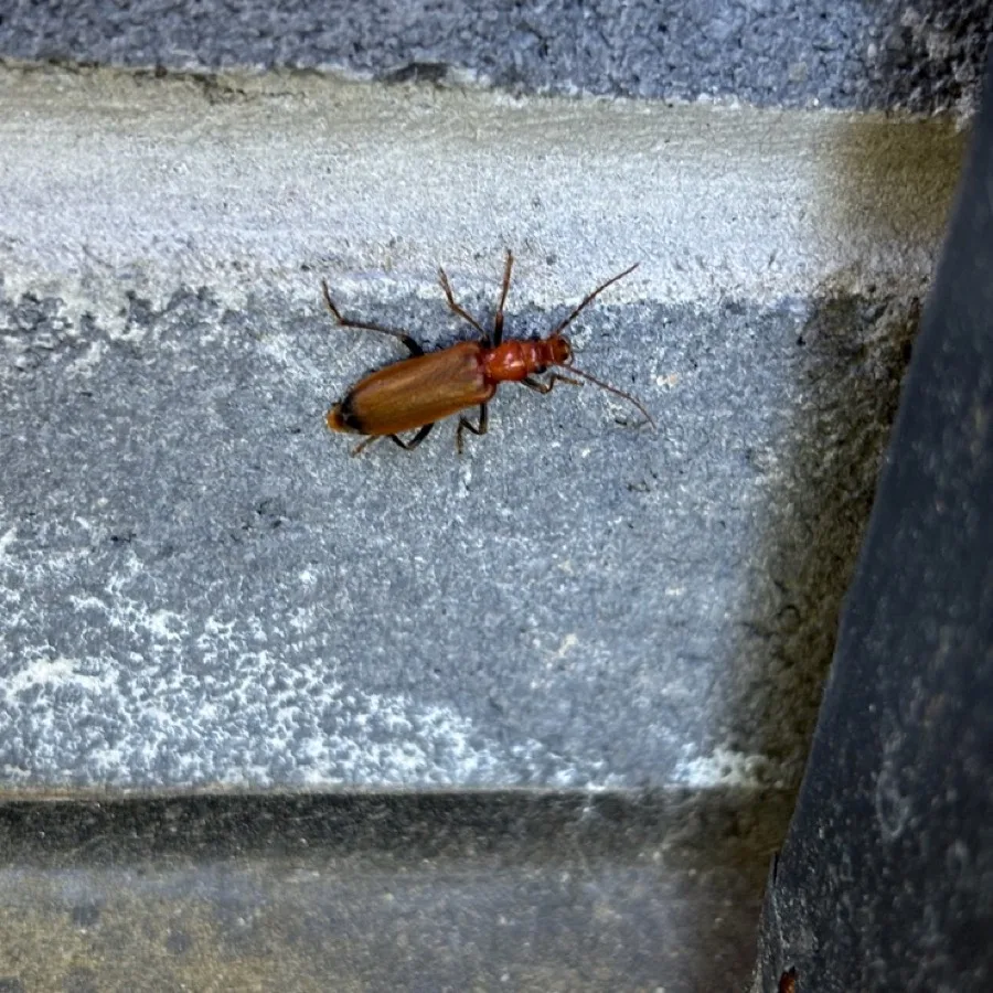 Side view of a wharf borer beetle on a concrete step showing its narrow, soft-bodied shape