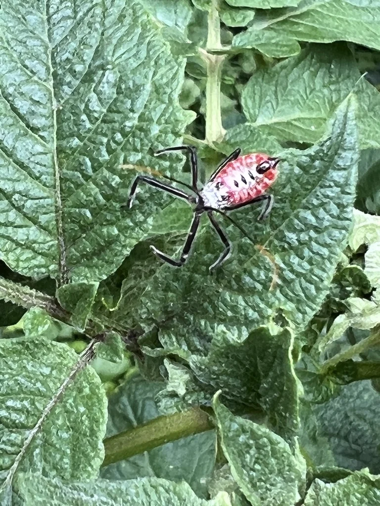 Wheel bug nymph with bright red and black striped coloration on green foliage