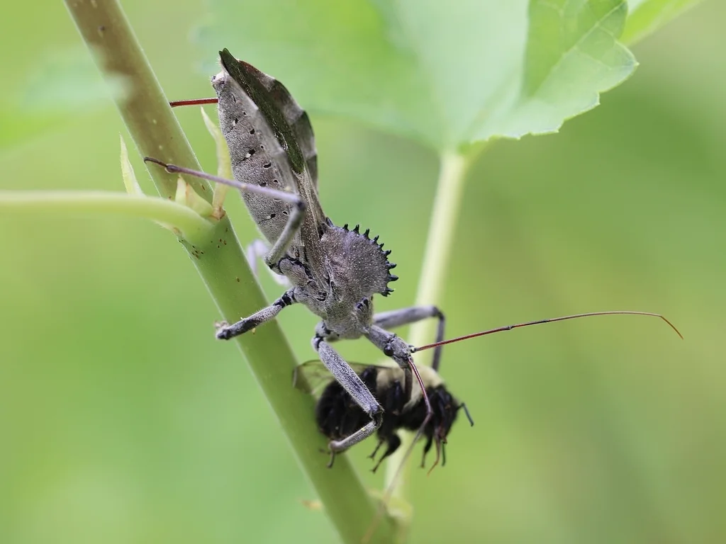 Wheel bug capturing prey demonstrating its predatory hunting behavior