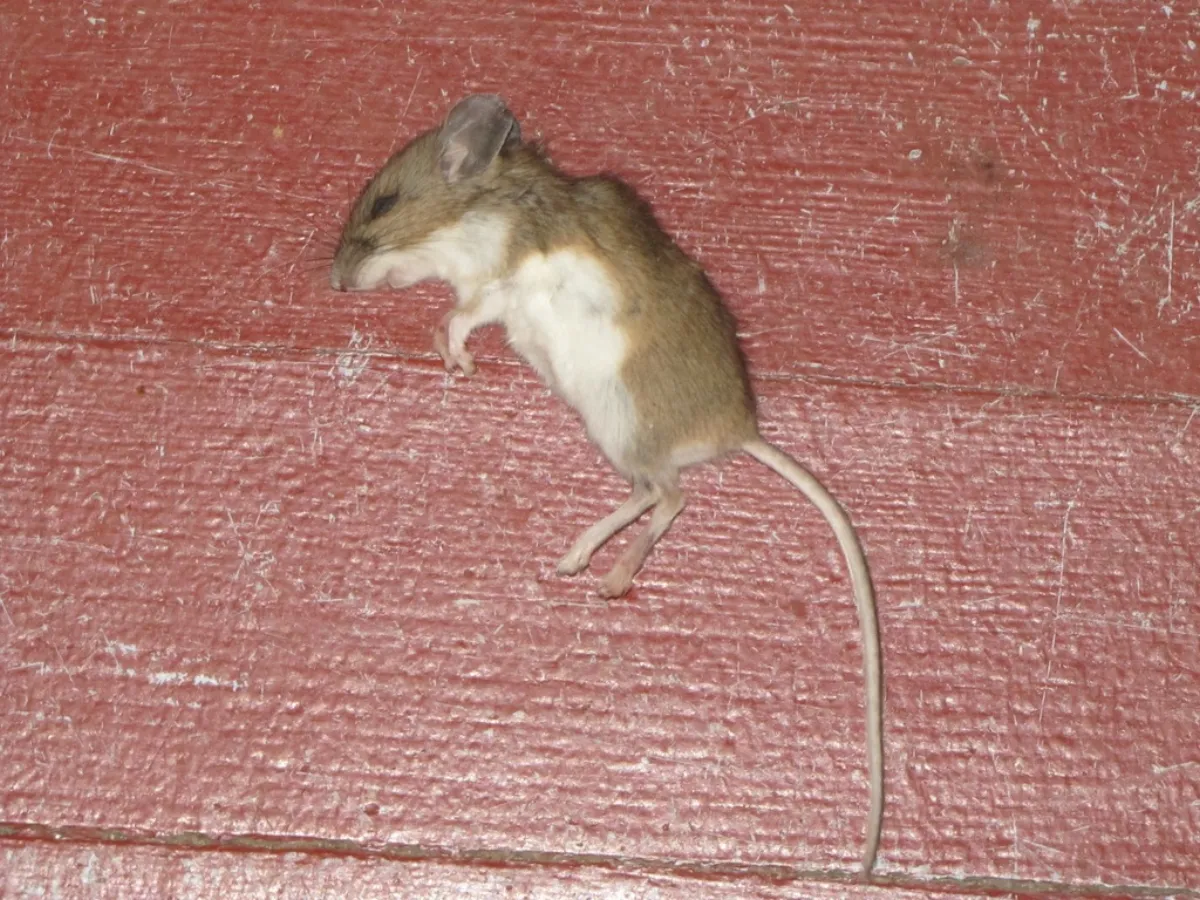 White-footed mouse on red-painted barn siding, typical of outbuildings on farm properties around Nokesville, Virginia