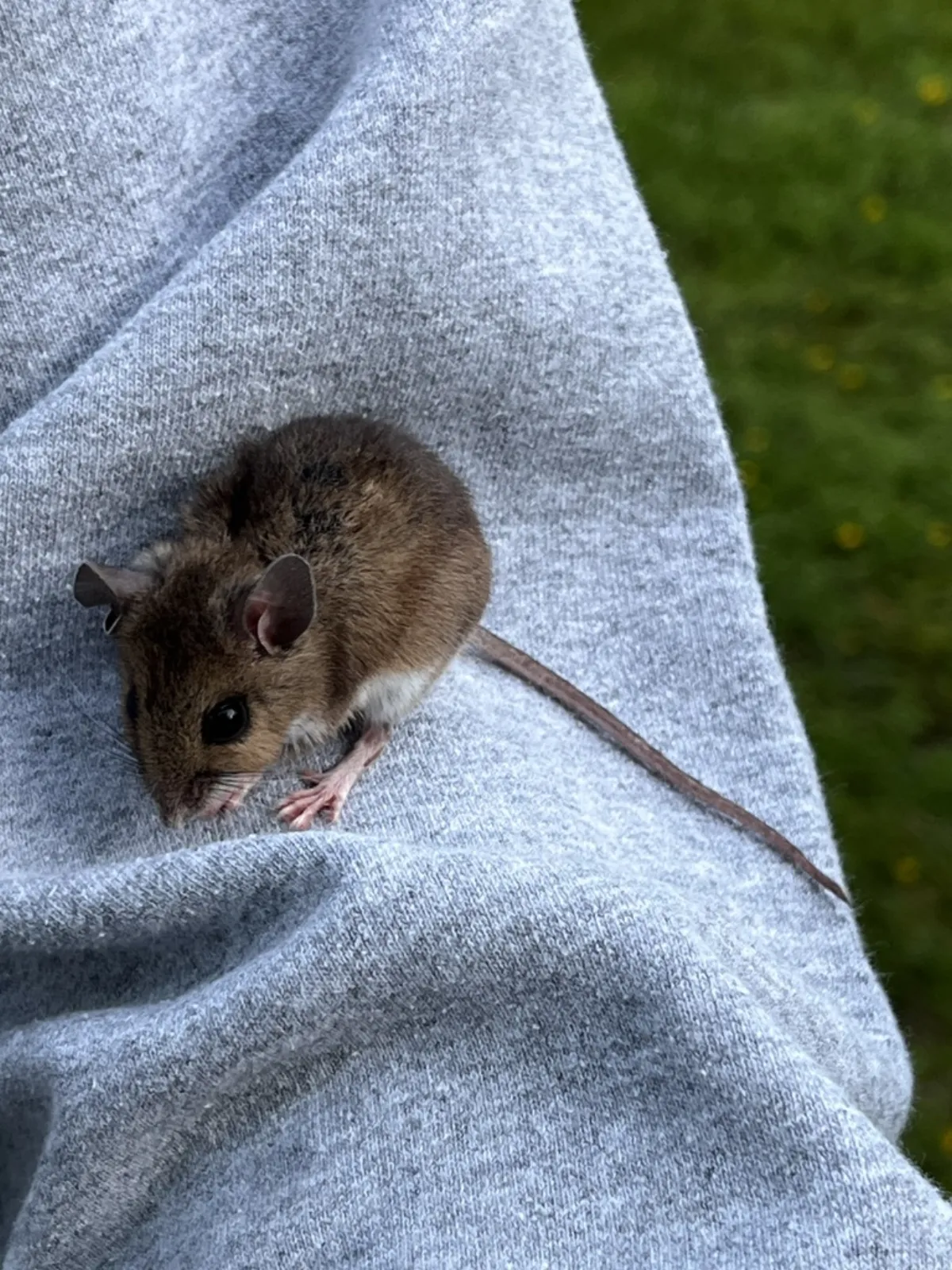 White-footed mouse with brown back and white belly, a field-edge mouse that enters homes in Prince William County, VA