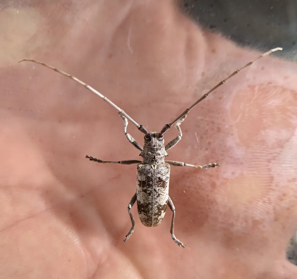 White oak borer resting on an open human palm, showing that the beetle is roughly an inch long
