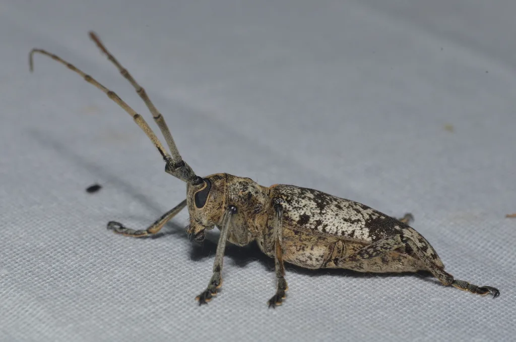 Side view of a white oak borer showing its cylindrical body, long sweeping antennae, and speckled gray pattern