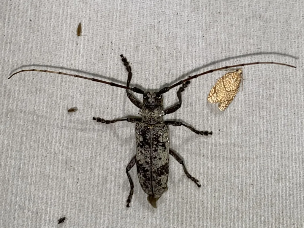 White oak borer at a light sheet at night with both antennae spread wide, a common way adults are found in early summer