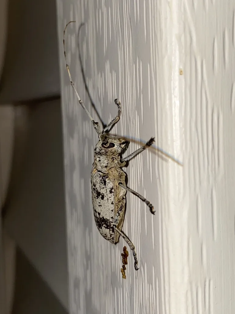 White oak borer clinging to house siding at an angle, showing the dark blotches on its wing covers