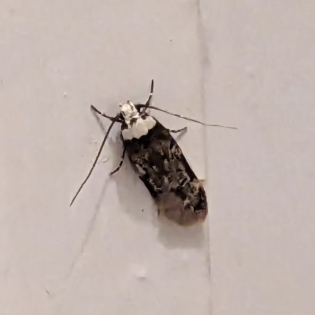 White-shouldered house moth on light surface displaying characteristic white head and mottled wings