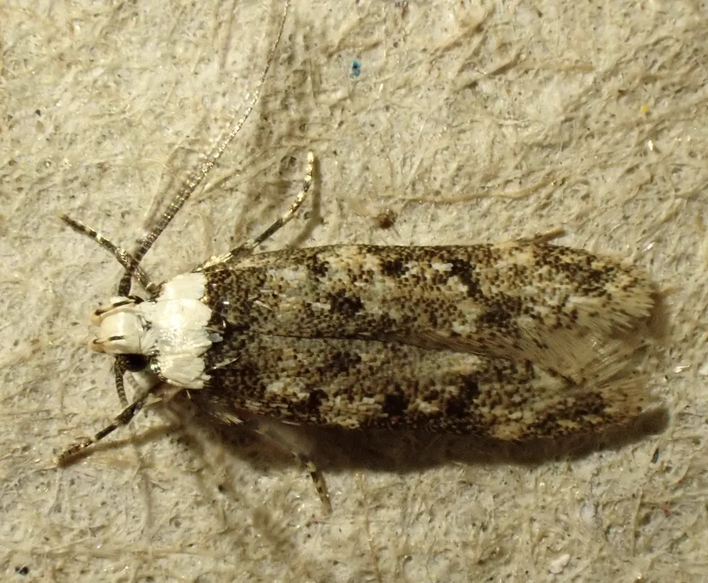 Close-up of white-shouldered house moth showing detailed wing pattern and white shoulder patches